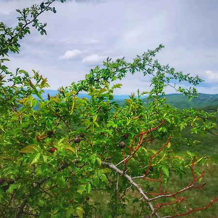 Iznad Oblaka 8 Kopaonik